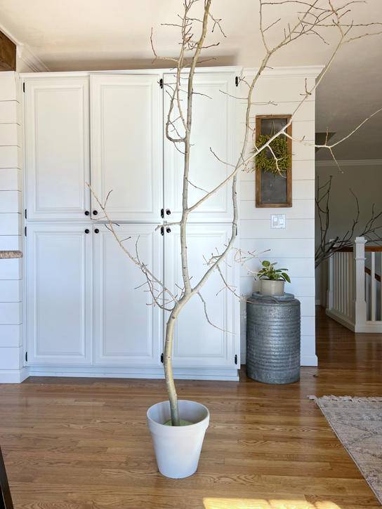 An untrimmed aspen tree branch stretches floor to ceiling and sits in a pot in front of white cabinetry. 