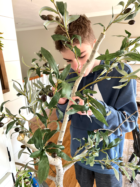 Young boy working on attaching olive stems to the branch of a tree. 