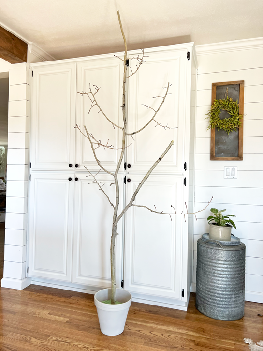 An trimmed aspen tree branch stretches floor to ceiling and sits in a pot in front of white cabinetry. 