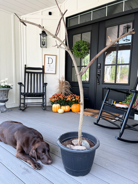 A large yard branch sticks out of a pot on a porch next to a chocolate lab. 