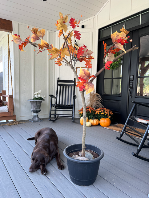 A large yard branch with vibrantly colored fall leaves sticks out of a pot on a porch next to a chocolate lab. 